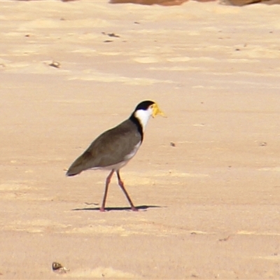 Vanellus miles (Masked Lapwing) at Burrill Lake, NSW - 13 Mar 2025 by Jennybach