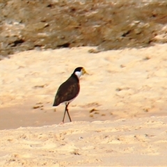Vanellus miles at Burrill Lake, NSW - 13 Mar 2025 09:24 AM
