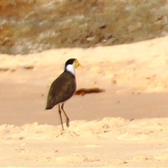 Vanellus miles at Burrill Lake, NSW - 13 Mar 2025 09:24 AM
