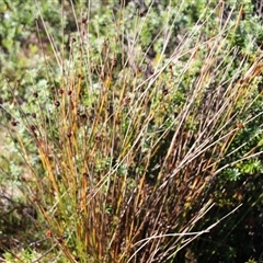 Ficinia nodosa (Knobby Club-rush) at Burrill Lake, NSW - 13 Mar 2025 by Jennybach