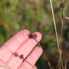 Ficinia nodosa at Burrill Lake, NSW - 13 Mar 2025 09:38 AM