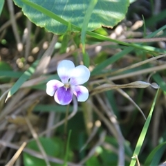 Viola sp. (Violet) at Burrill Lake, NSW - 13 Mar 2025 by Jennybach