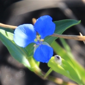 Commelina cyanea (Scurvy Weed) at Burrill Lake, NSW - 13 Mar 2025 by Jennybach