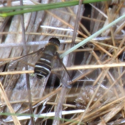 Villa sp. (genus) (Unidentified Villa bee fly) at Higgins, ACT - 7 Mar 2025 by Jennybach