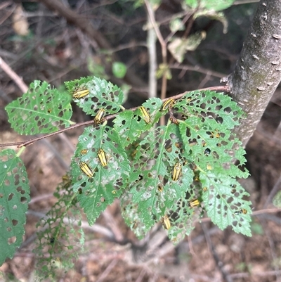 Xanthogaleruca luteola (Elm leaf beetle) at Fyshwick, ACT - 16 Mar 2025 by W