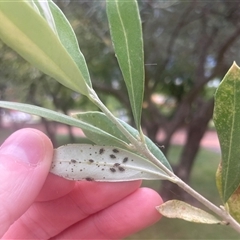 Froggattia olivinia (Olive Lace Bug) at Yarralumla, ACT - 10 Mar 2025 by W