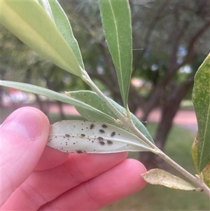 Froggattia olivinia at Yarralumla, ACT - 10 Mar 2025 03:55 PM