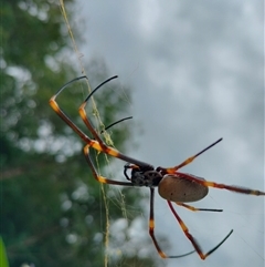 Nephila plumipes at Orangeville, NSW - 18 Mar 2025 by belleandjason