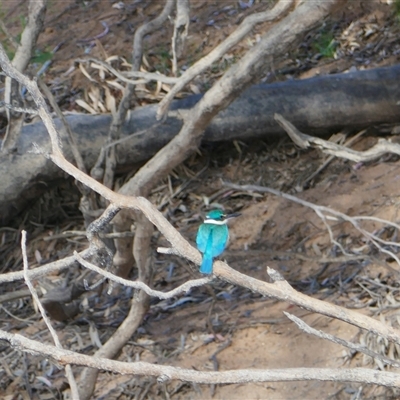 Todiramphus sanctus (Sacred Kingfisher) at Boundary Bend, VIC - 2 Dec 2023 by MB