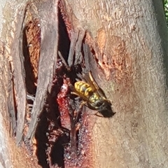 Vespula germanica (European wasp) at Wilsons Valley, NSW - Yesterday by jmcleod