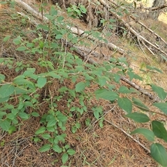 Cornus (genus) (Dogwood) at Isaacs, ACT - 18 Mar 2025 by Mike