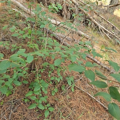 Cornus (genus) (Dogwood) at Isaacs, ACT - 18 Mar 2025 by Mike