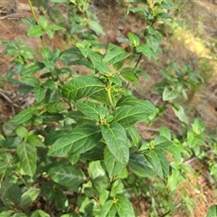 Viburnum tinus (Laurustinus) at Isaacs, ACT - 18 Mar 2025 by Mike