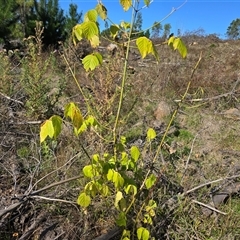 Acer negundo (Box Elder) at Isaacs, ACT - 18 Mar 2025 by Mike