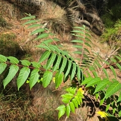 Ailanthus altissima (Tree-of-Heaven) at Isaacs, ACT - 18 Mar 2025 by Mike