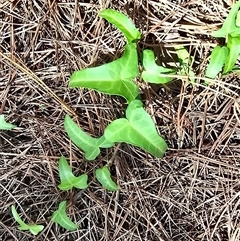 Hedera sp. (Ivy) at Isaacs, ACT - 18 Mar 2025 by Mike