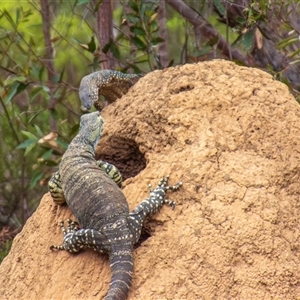 Varanus rosenbergi (Heath or Rosenberg's Monitor) at Buxton, NSW - 9 Feb 2018 by poida84