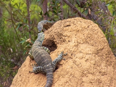 Varanus rosenbergi (Heath or Rosenberg's Monitor) at Buxton, NSW - 9 Feb 2018 by poida84