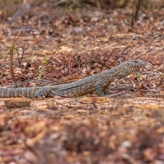 Varanus rosenbergi at Buxton, NSW - suppressed