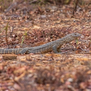 Varanus rosenbergi at Buxton, NSW - suppressed