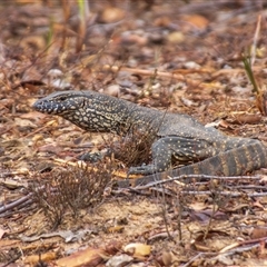 Varanus rosenbergi at Buxton, NSW - suppressed
