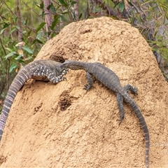 Varanus rosenbergi at Buxton, NSW - suppressed
