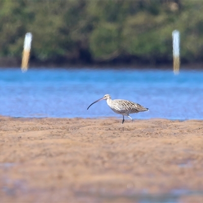 Numenius madagascariensis (Eastern Curlew) at Moruya Heads, NSW - 13 Mar 2025 by jb2602