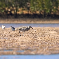 Numenius madagascariensis at Moruya Heads, NSW - suppressed