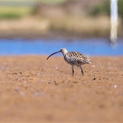 Numenius madagascariensis at Moruya Heads, NSW - suppressed