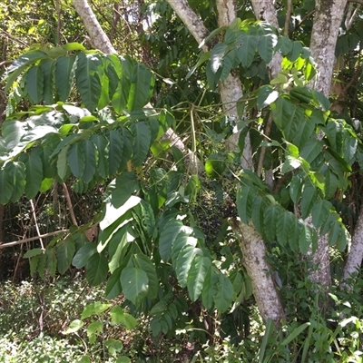 Polyscias australiana (ivory basswood) at Manoora, QLD - 27 Feb 2025 by JasonPStewartNMsnc2016