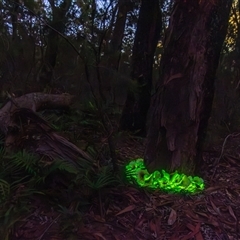 Omphalotus nidiformis at Thirlmere, NSW - suppressed