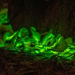 Omphalotus nidiformis at Thirlmere, NSW - suppressed