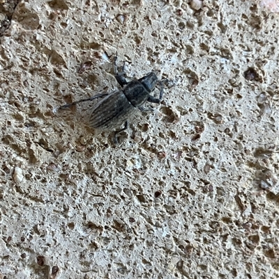 Unidentified Weevil (Curculionoidea) at Garran, ACT - 3 Mar 2025 by Medha