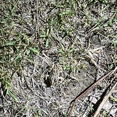 Limnodynastes tasmaniensis (Spotted Grass Frog) at Forde, ACT - 11 Mar 2025 by Medha