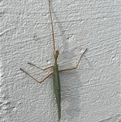 Unidentified Stick insect (Phasmatodea) at Red Hill, ACT - 18 Mar 2025 by Medha