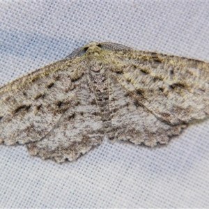 Zermizinga sinuata (Lucerne Looper, Spider Moth) at Bolivia, NSW - 25 Jan 2007 by PJH123