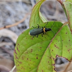 Chauliognathus lugubris (Plague Soldier Beetle) at Weetangera, ACT - Yesterday by sangio7