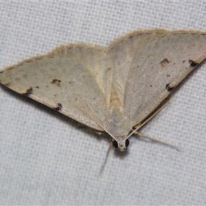 Dichromodes estigmaria (Pale Grey Heath Moth) at Bolivia, NSW - 25 Jan 2007 by PJH123