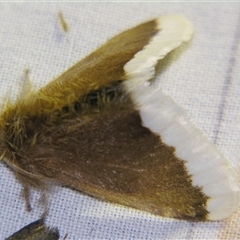 Euproctis baliolalis (Browntail Gum Moth) at Bolivia, NSW - 25 Jan 2007 by PJH123