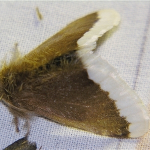 Euproctis baliolalis at Bolivia, NSW - suppressed