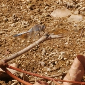 Orthetrum caledonicum at Freshwater Creek, VIC - 7 Mar 2025 03:39 PM