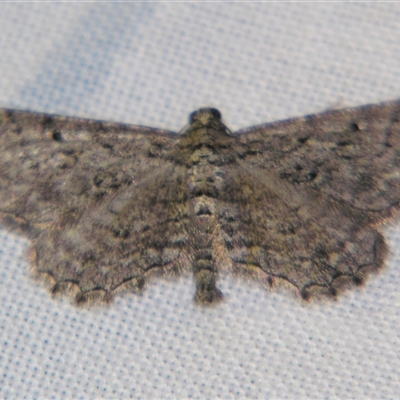 Psilosticha pristis (Little Brown Bark Moth) at Bolivia, NSW - 25 Jan 2007 by PJH123