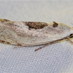 Tymbophora peltastis at Bolivia, NSW - suppressed