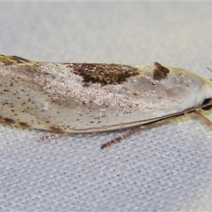 Tymbophora peltastis (A Xyloryctid moth (Xyloryctidae)) by PJH123