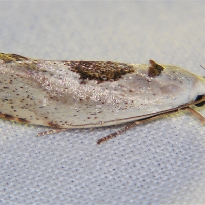 Tymbophora peltastis (A Xyloryctid moth (Xyloryctidae)) by PJH123