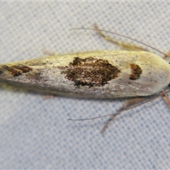 Tymbophora peltastis at Bolivia, NSW - suppressed