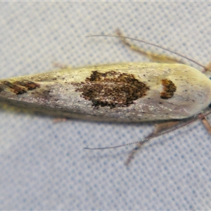 Tymbophora peltastis at Bolivia, NSW - suppressed