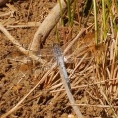 Orthetrum caledonicum (Blue Skimmer) at Freshwater Creek, VIC - 7 Mar 2025 by WendyEM