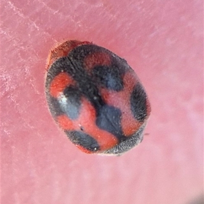 Novius bellus (A ladybird) at Bungendore, NSW by clarehoneydove