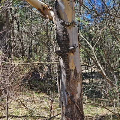 Varanus varius (Lace Monitor) at Burrinjuck, NSW - 17 Mar 2025 by Bidge